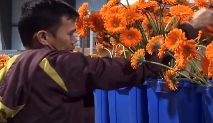 Miles de trabajadores temporales extranjeros obligados a salir de Canadá