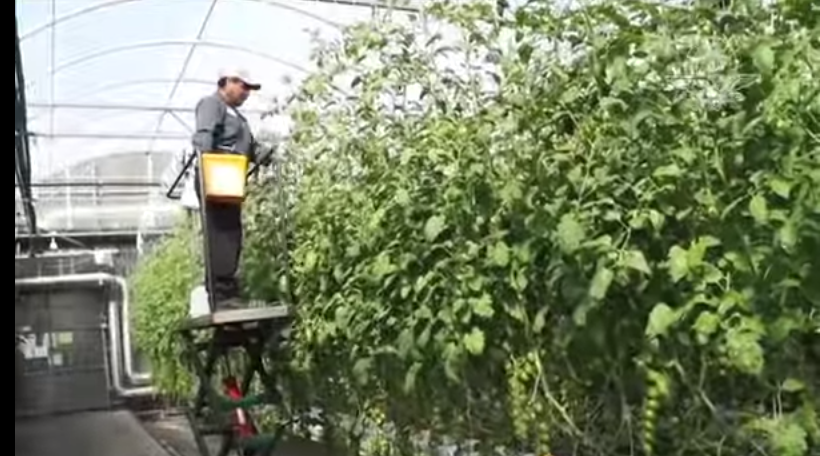 Gobierno canadiense aumenta sanciones a empleadores que abusen de trabajadores migrantes