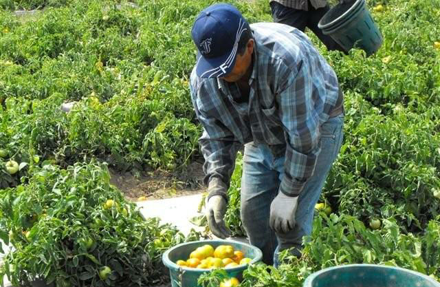 Gobierno de Alberta legisla en favor de trabajadores agrícolas