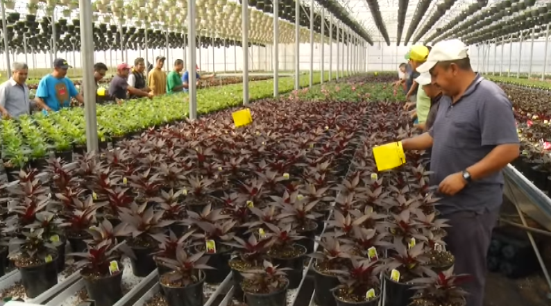 UFCW Canadá denuncia abusos y esquemas fraudulentos en los programas de trabajo temporal