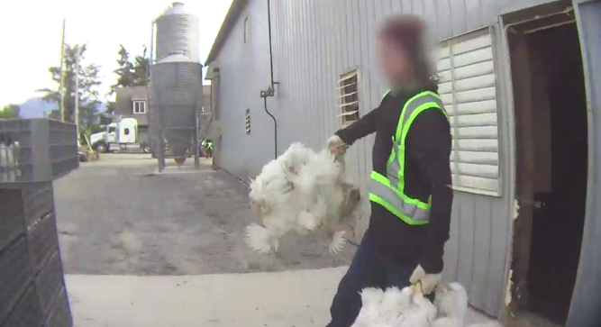 BC SPCA inició investigación por tortura y crueldad a pollos de una granja en Chilliwack