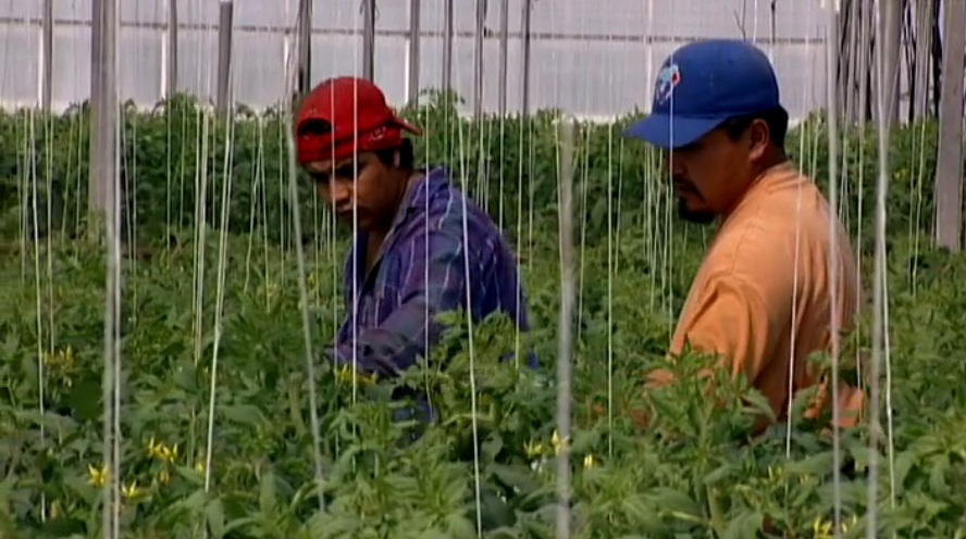 Reclutadores explotan a trabajadores agrícolas guatemaltecos que vienen a trabajar a Quebec; revela informe