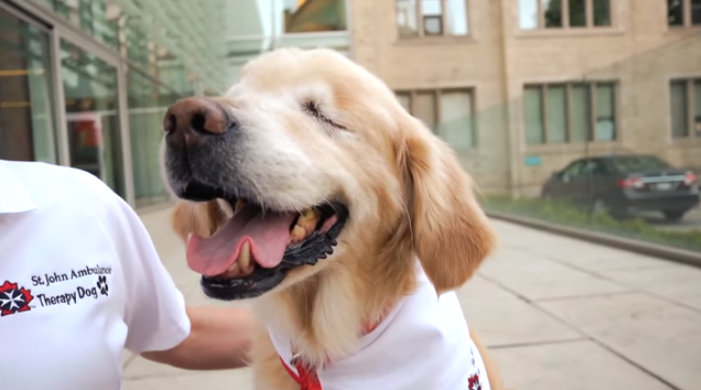 Aeropuerto de Vancouver empezó a usar perros para reducir el estrés de los pasajeros