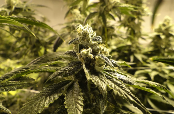 Consumo de marihuana en Canadá se duplica