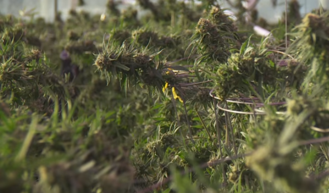 Senado aprobó proyecto de ley para legalizar la marihuana en Canadá