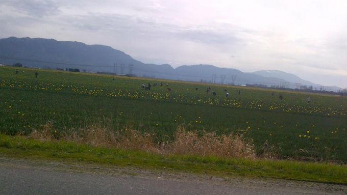 Gobierno somete a revisión salario de trabajadores agrícolas en BC