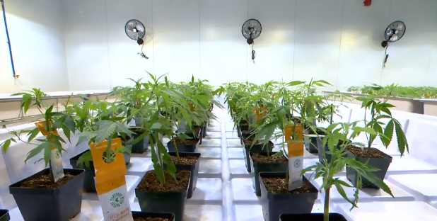 Aurora Cannabis dice no tener acuerdo con Coca-Cola para producir bebidas