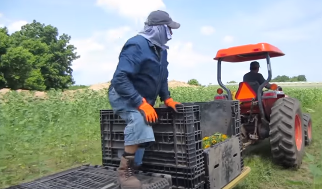 Trabajadores agrícolas mexicanos en Canadá enviaron remesas por más de CAD$300 millones en 2018