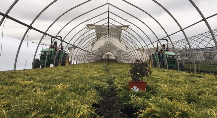 Confirman brote de COVID-19 en trabajadores agrícolas mexicanos en West Kelowna