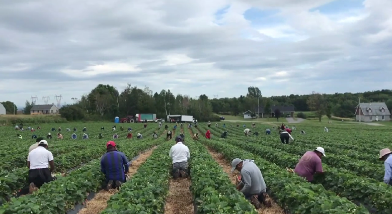 Canadá falla en protección de trabajadores agrícolas extranjeros durante pandemia; revela Auditoría General
