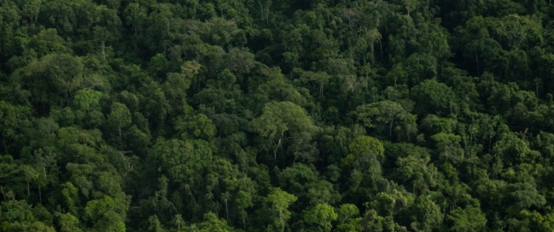 Contradicción entre minera canadiense y Gobierno colombiano por exploración de cobre en reserva forestal chocoana
