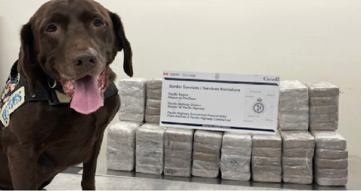 Caen más de 240 kilos de cocaína en cruces fronterizos de Columbia Británica