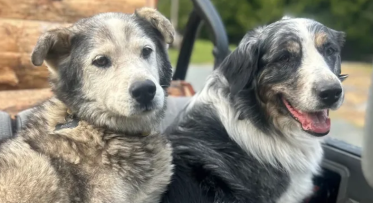 Desconocidos matan a tiros a un perro y dejan a otro herido en Sooke BC