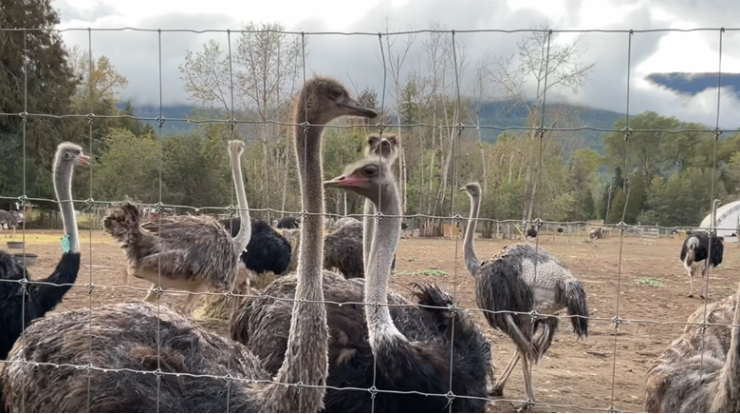 Muerte repentina en campamento de protesta de Universal Ostrich Farm en Nakusp, BC