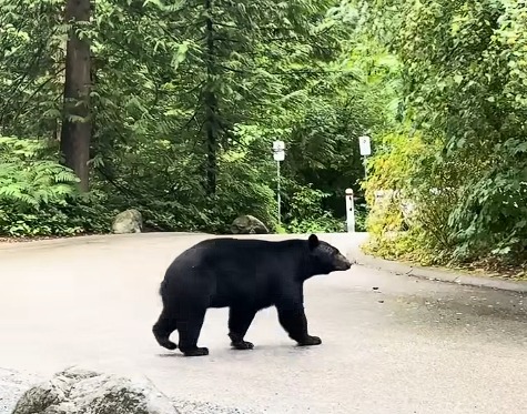 Policía sacrifica un oso negro en North Vancouver
