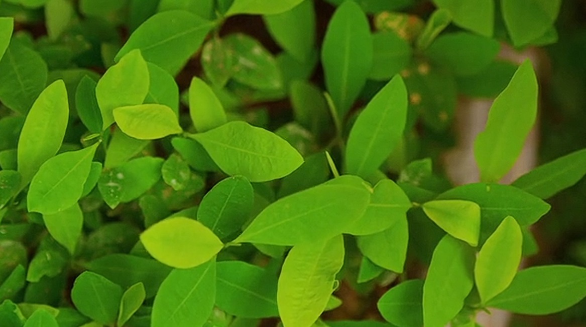 Power Leaves de Canadá y Tropical Crop de Colombia establecen alianza para masificar producción de extracto de hoja de coca descocainizada